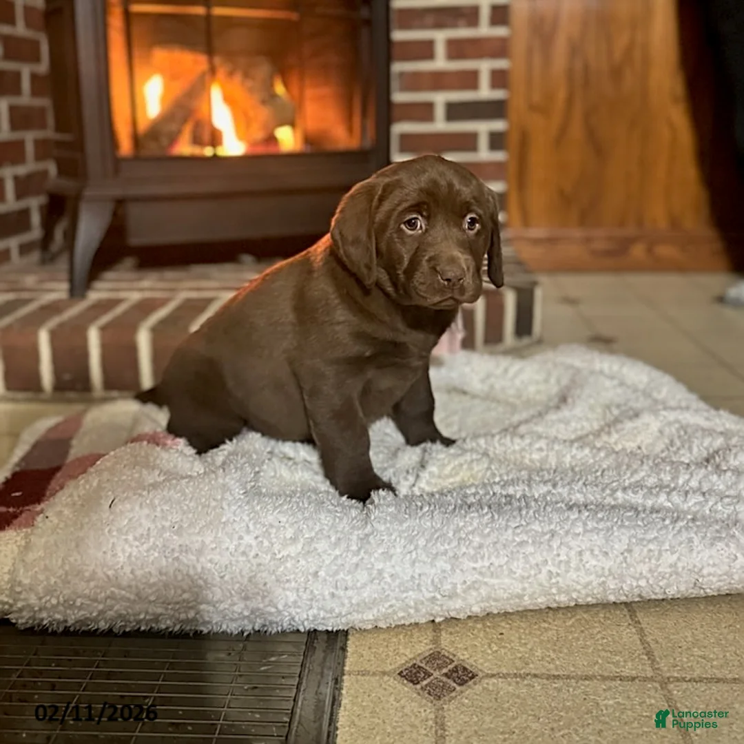 Labrador Retriever dogs for sale: Brooke - Ad 1