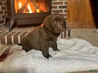 Labrador Retriever dogs Brooke - Ad 1