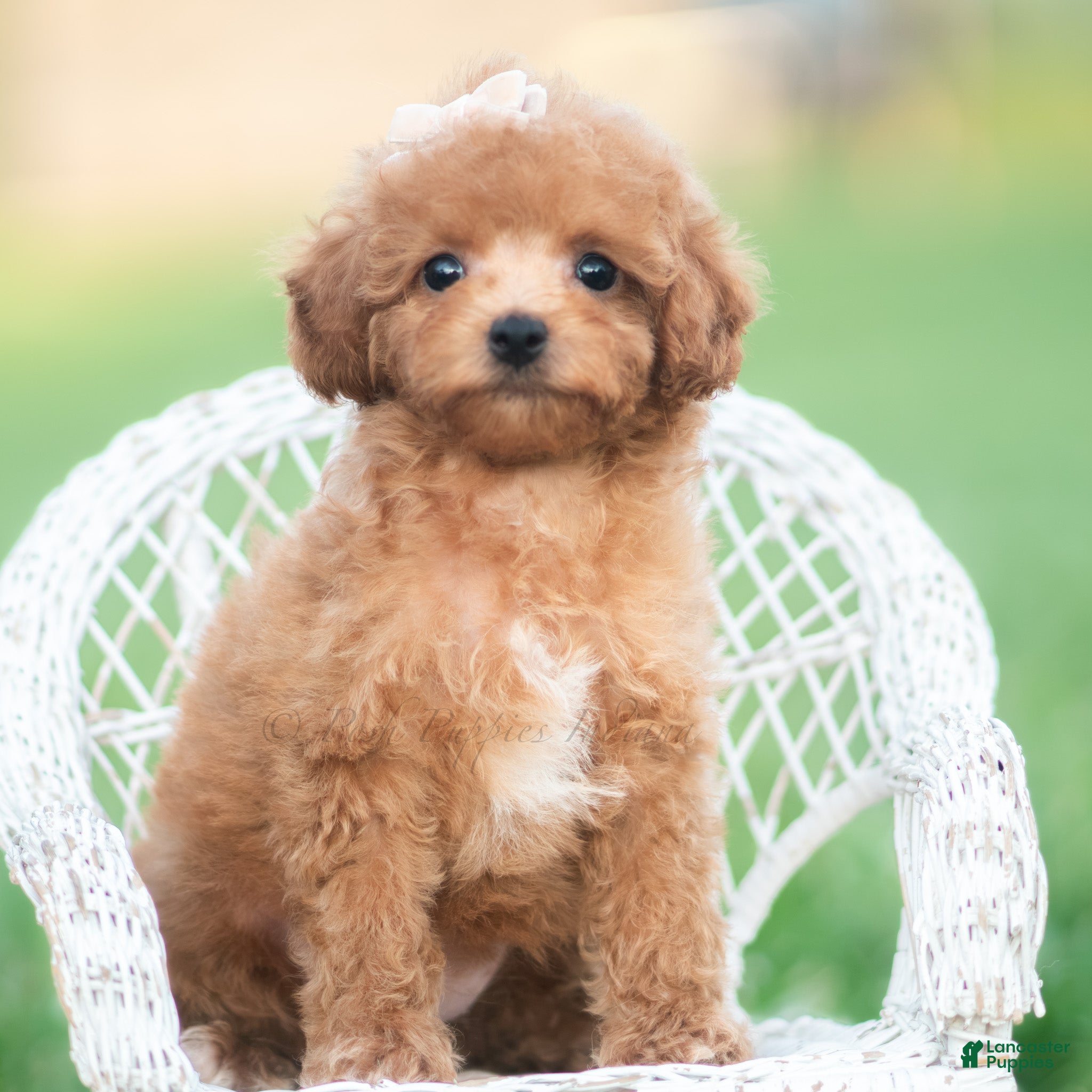 Toy Poodle dogs Gigi AKC - Ad 1
