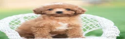 Toy Poodle dogs for sale: Gigi AKC - Ad 1