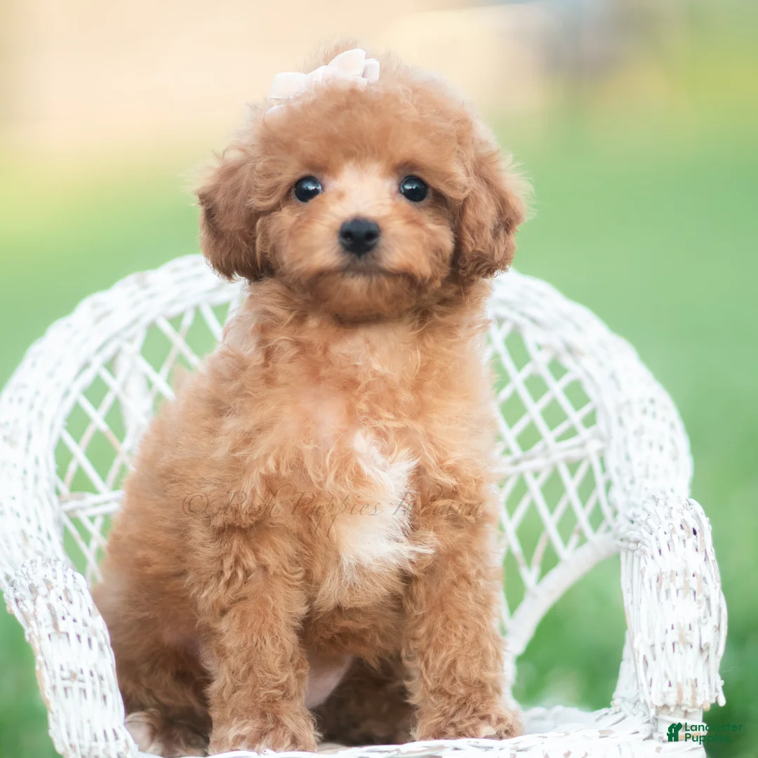 Toy Poodle dogs for sale: Gigi AKC - Ad 1