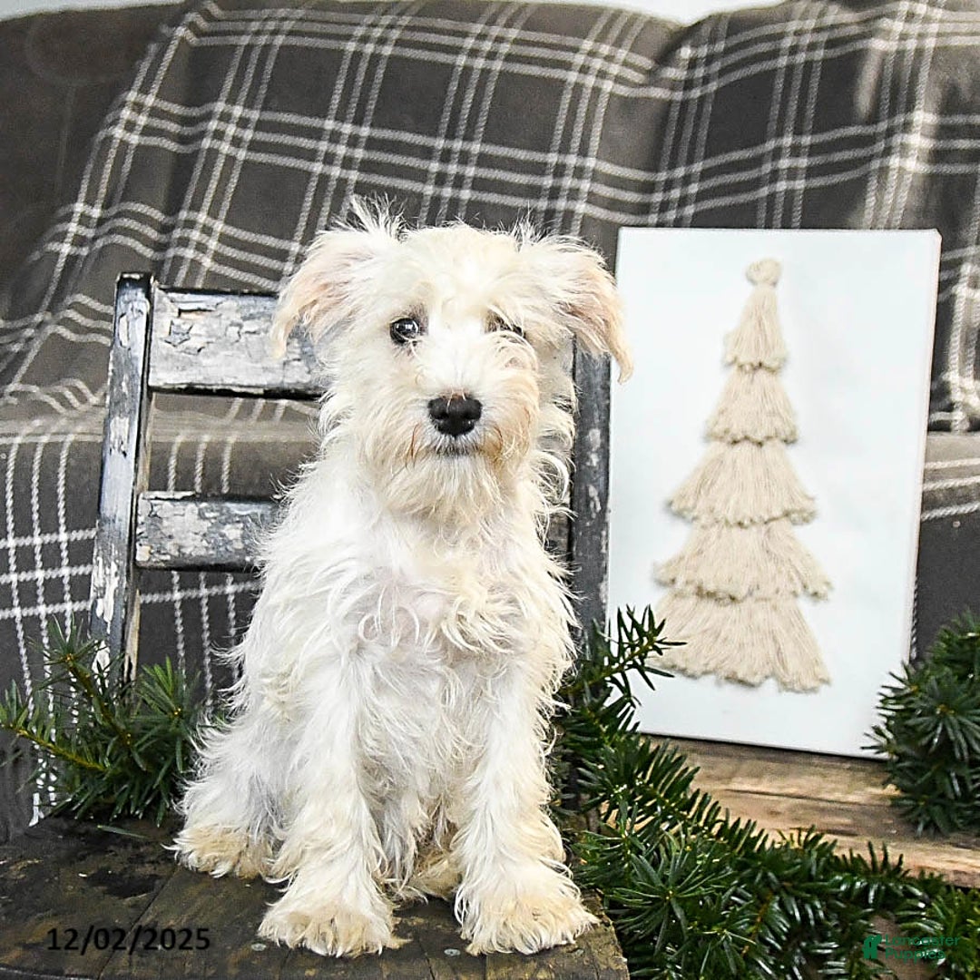 Schnoodle dogs for sale: Everett - Ad 3