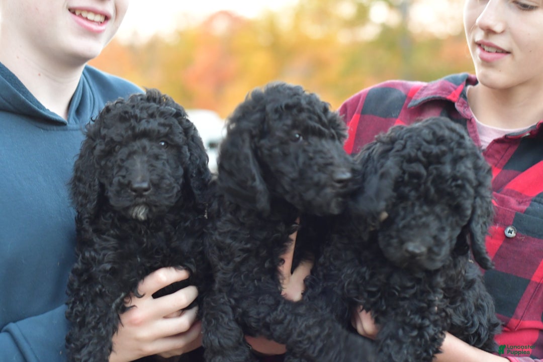 Standard Poodle dogs for sale: Clover - Ad 3