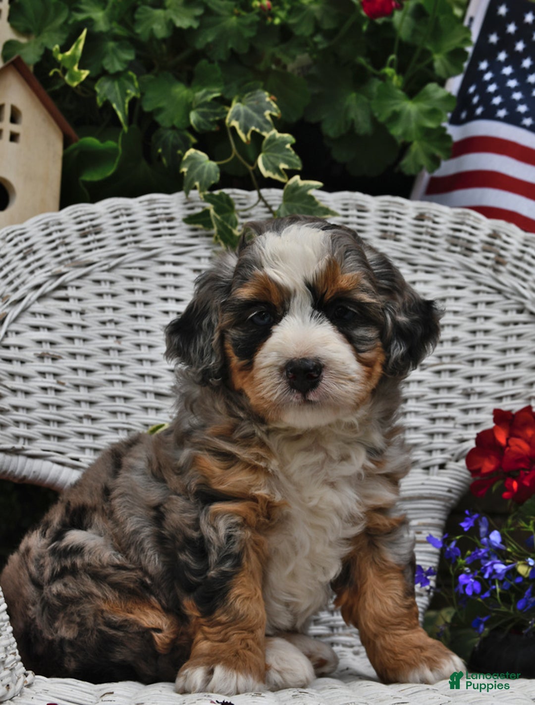 Gallery Image {{count}}