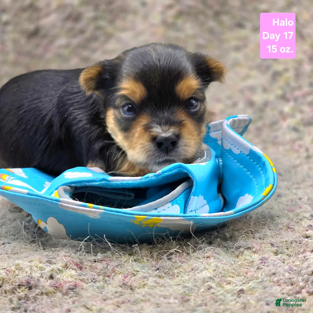 Yorkshire Terrier dogs for sale: Halo - Ad 1