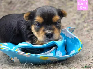 Yorkshire Terrier dogs Halo - Ad 27