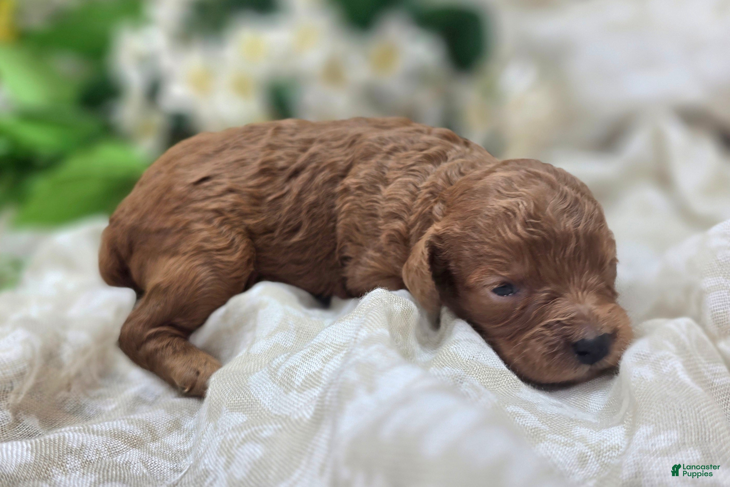 Cavapoo dogs Firefly - Ad 22