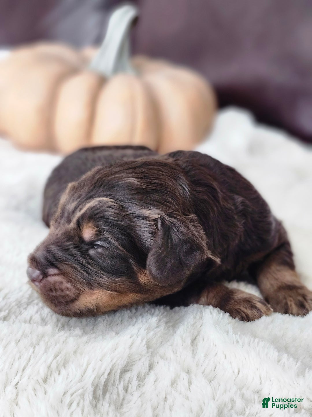 Labradoodle dogs for sale: Dasher - Ad 2