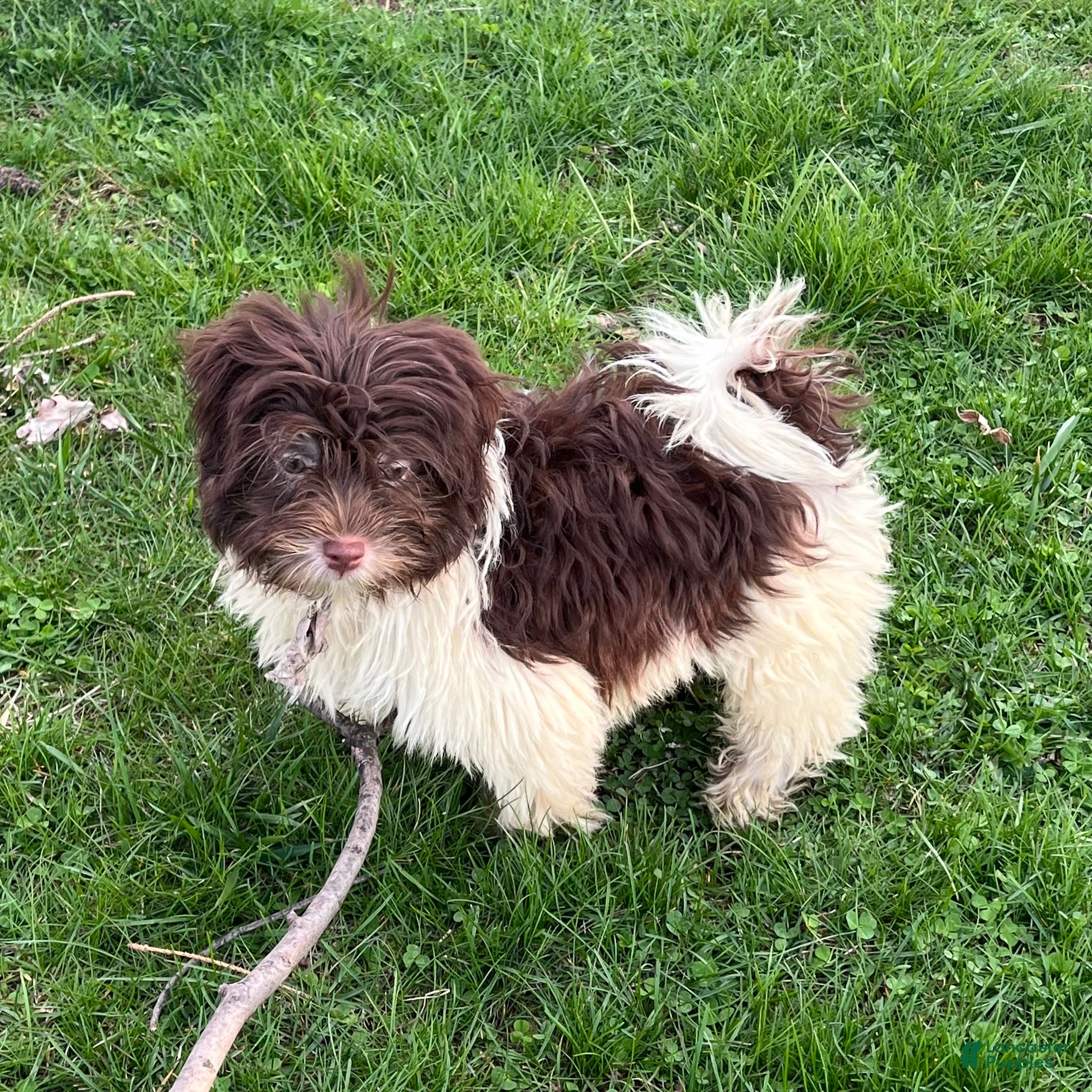 Havanese dogs Theodore new pics - Ad 2