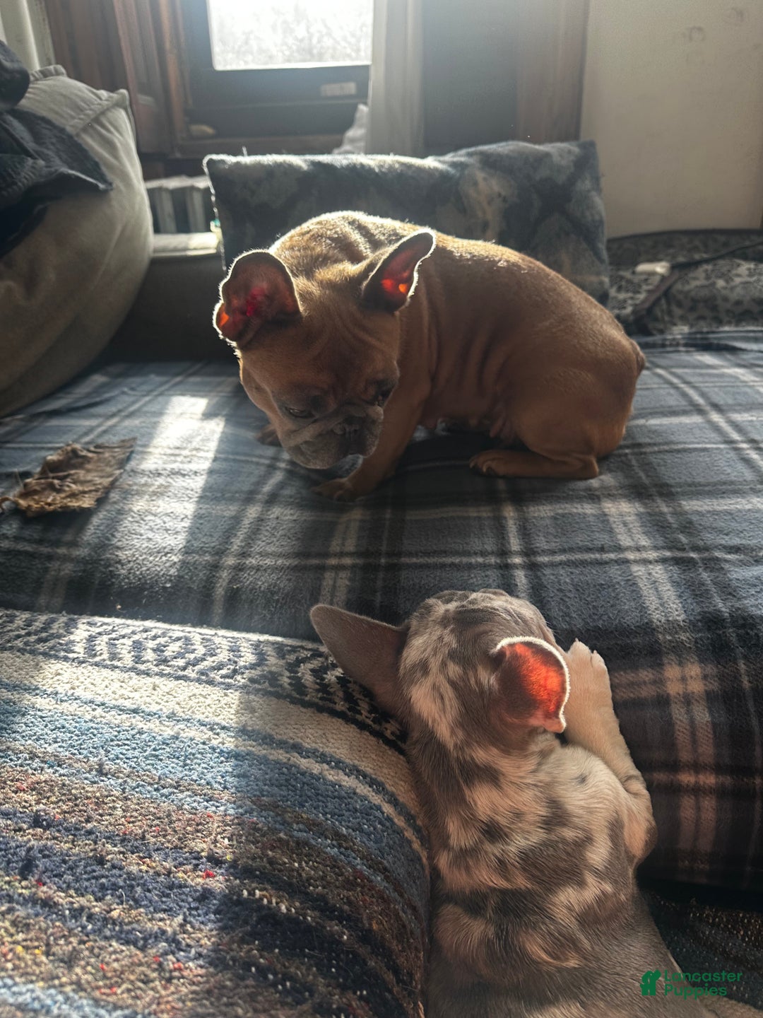 French Bulldog dogs for sale: Tiny - Ad 3