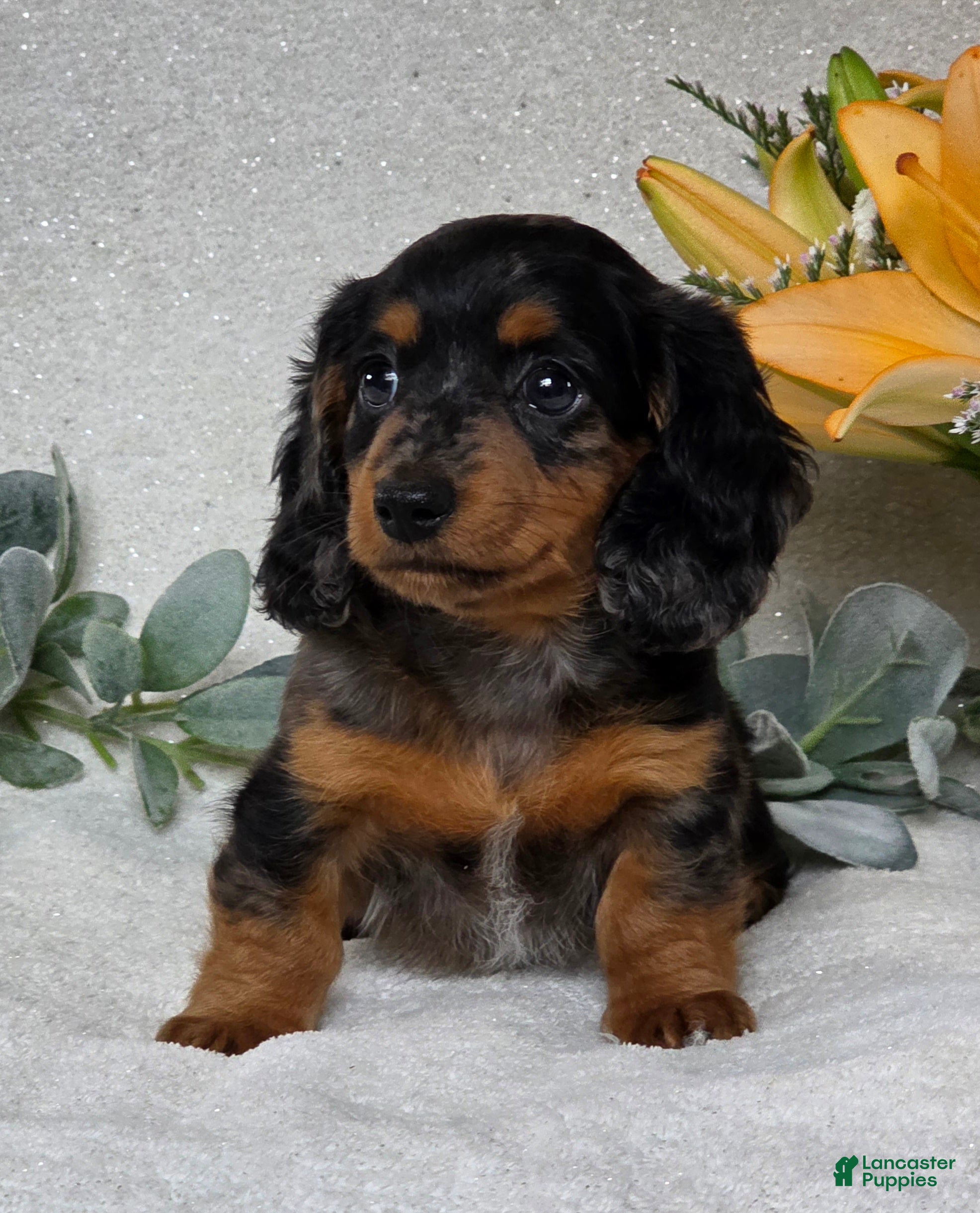 Miniature Dachshund dogs for sale: Posie - Ad 1