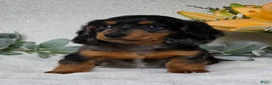 Posie