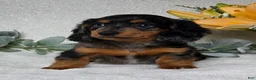 Miniature Dachshund dogs for sale: Posie - Ad 1