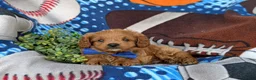Cavapoo dogs for sale: Dale Hypoallergenic - Ad 5