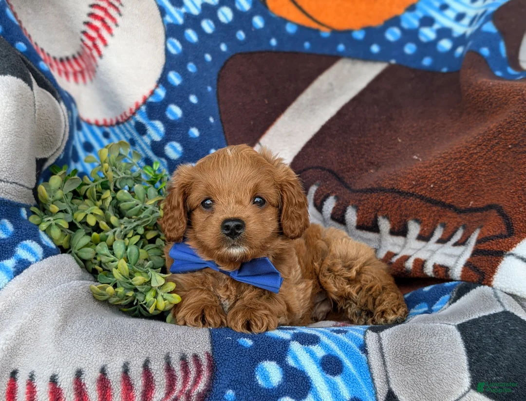 Cavapoo dogs for sale: Dale Hypoallergenic - Ad 5