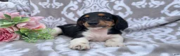 Miniature Dachshund dogs for sale: Hazel - Ad 8
