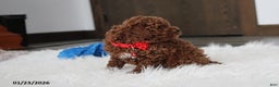 Toy Poodle dogs for sale: Abaro - Ad 9