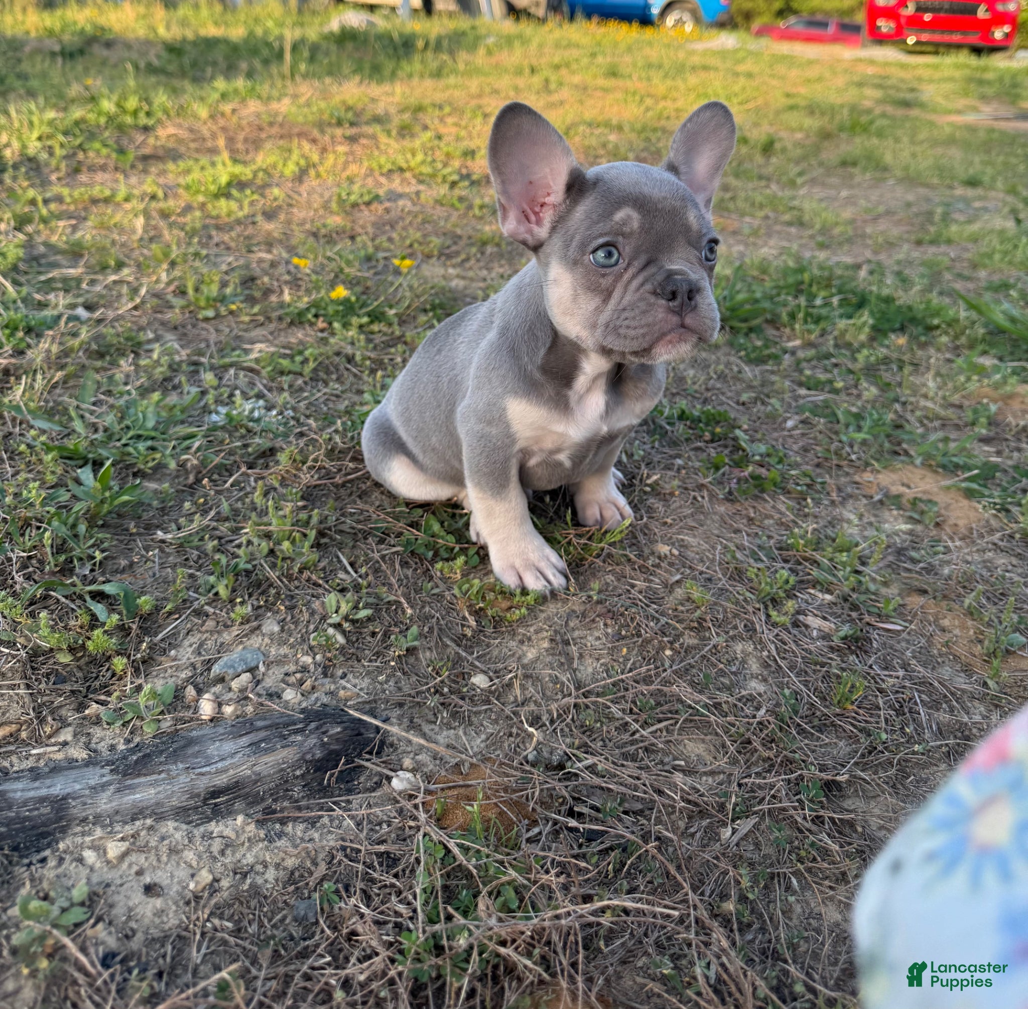 French Bulldog dogs Kobe - Ad 2
