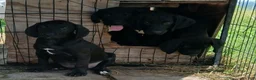 Mixed Breed dogs for sale: $100 puppies - Ad 6