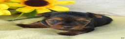 Yorkshire Terrier dogs for sale: Pluto - Ad 1