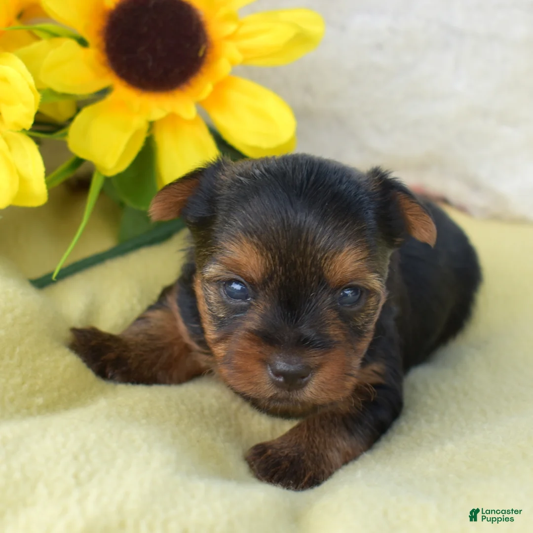 Yorkshire Terrier dogs for sale: Pluto - Ad 1