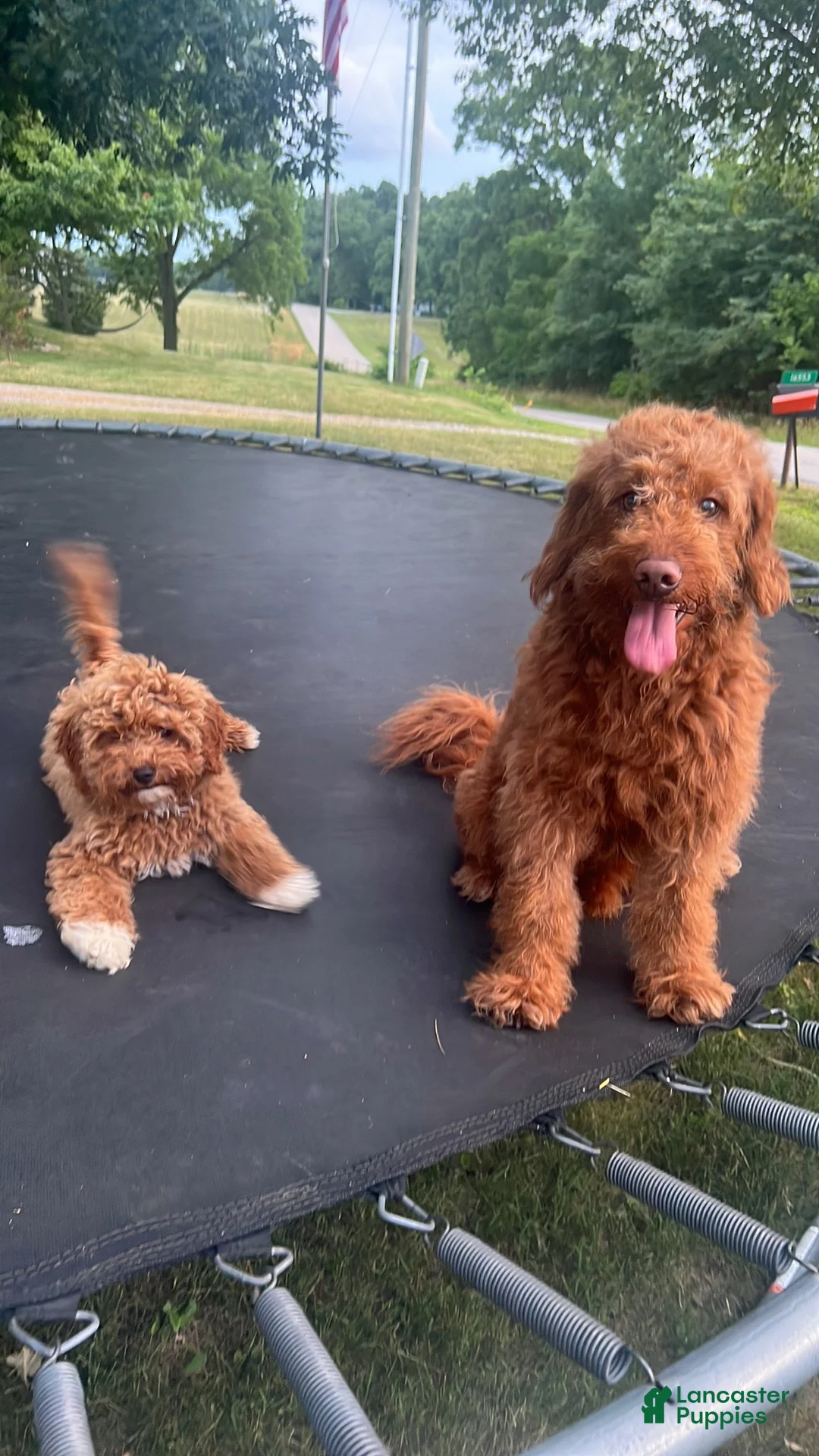 Mini Goldendoodle dogs for sale: Chewy  - Ad 7