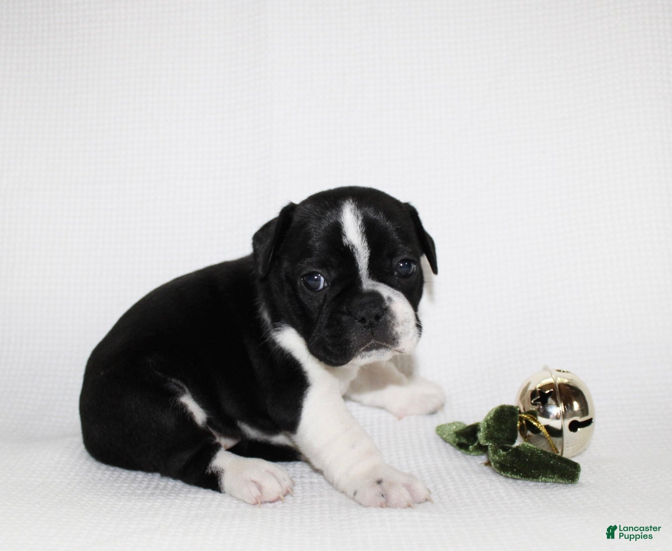 Frenchton dogs Maisy - Ad 25