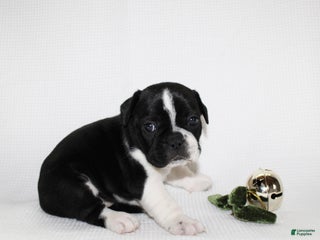 Frenchton dogs Maisy - Ad 25