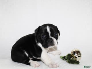 Frenchton dogs Maisy - Ad 34