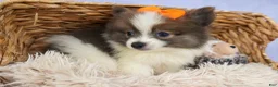 Pomeranian dogs for sale: Easton🐾 - Ad 17