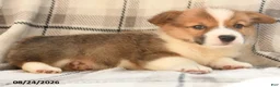 Welsh Corgi Pembroke dogs for sale: Berry - Ad 8
