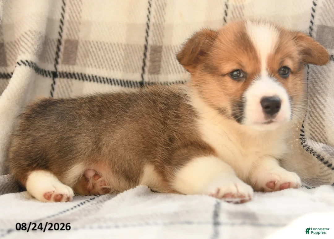 Welsh Corgi Pembroke dogs for sale: Berry - Ad 8
