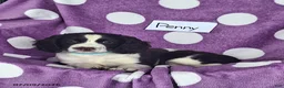 English Springer Spaniel dogs for sale: Penny - Ad 3