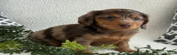 Miniature Dachshund dogs for sale: Tina - Ad 3