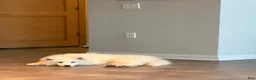 Samoyed dogs for sale: Chase  - Ad 3