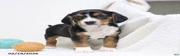 Beagle dogs for sale: Nitro - Ad 1