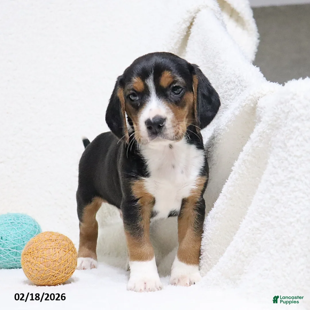 Beagle dogs for sale: Nitro - Ad 1
