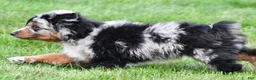 Miniature Australian Shepherd dogs for sale: Wilson - Ad 10