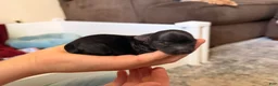 Yorkshire Terrier dogs for sale: Yorkshire Terrier 3 - Ad 1