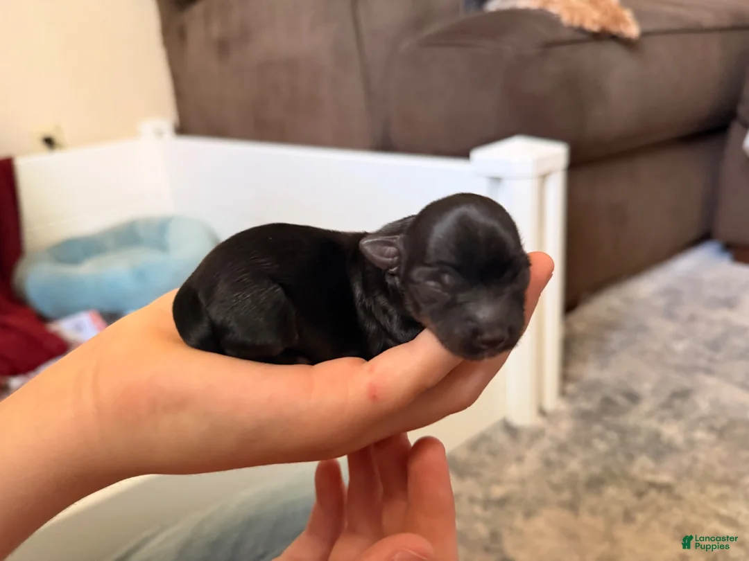 Yorkshire Terrier dogs for sale: Yorkshire Terrier 3 - Ad 1