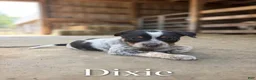 Mixed Breed dogs for sale: Dixie - Ad 3