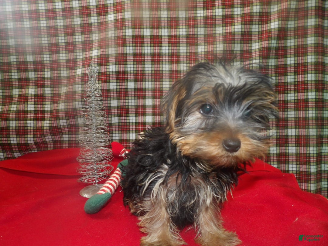 Yorkshire Terrier dogs for sale: Ace - Ad 2