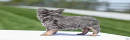 French Bulldog dogs for sale: Jason - Ad 10