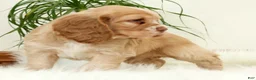 Cocker Spaniel dogs for sale: Thunder - Ad 5