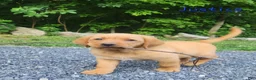 Labrador Retriever dogs for sale: Justice  - Ad 6