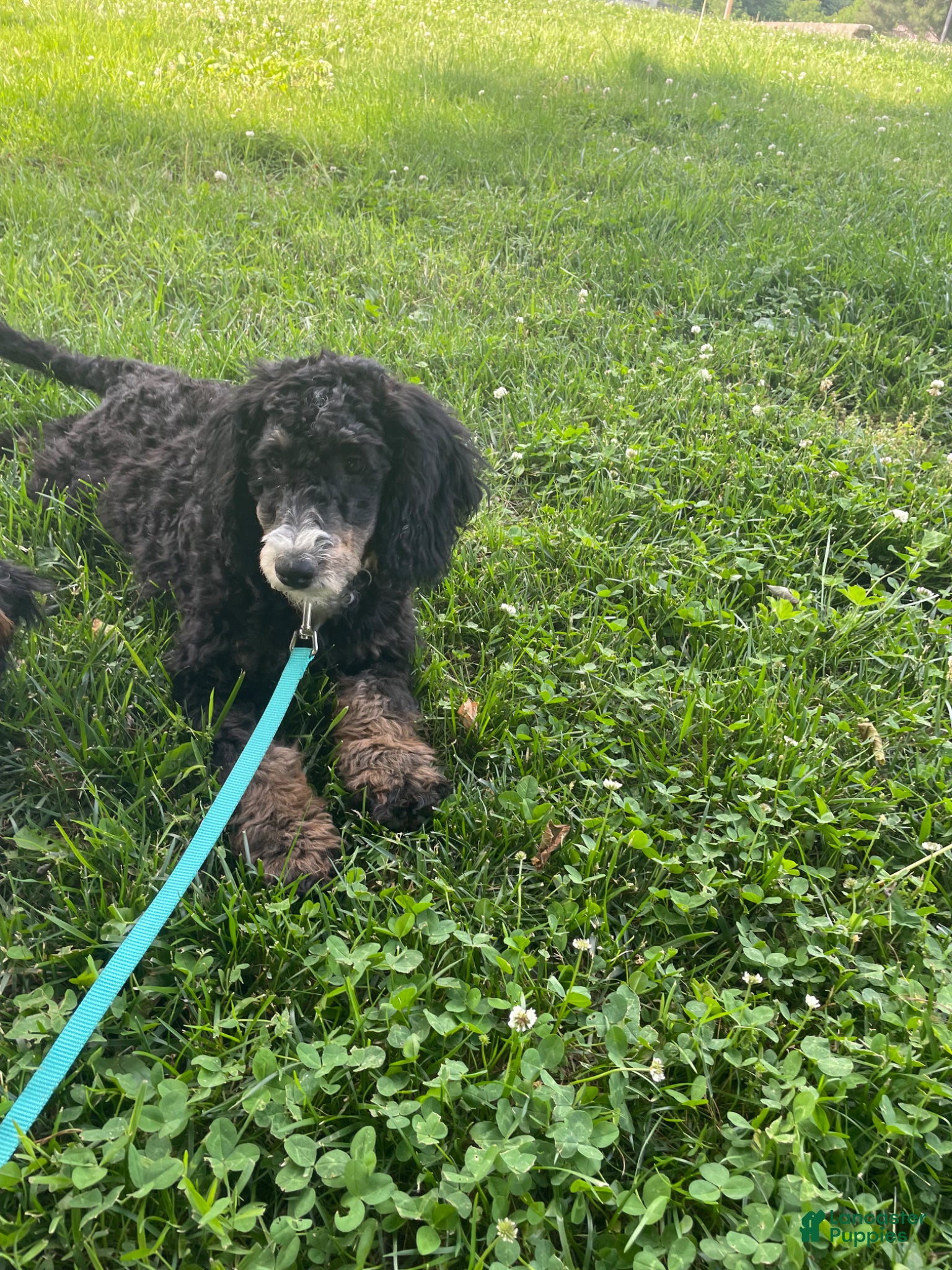 Mini Bernedoodle dogs Mini Bernedoodle Puppy 5 - Ad 40