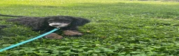 Mini Bernedoodle dogs for sale: Mini Bernedoodle Puppy 5 - Ad 1