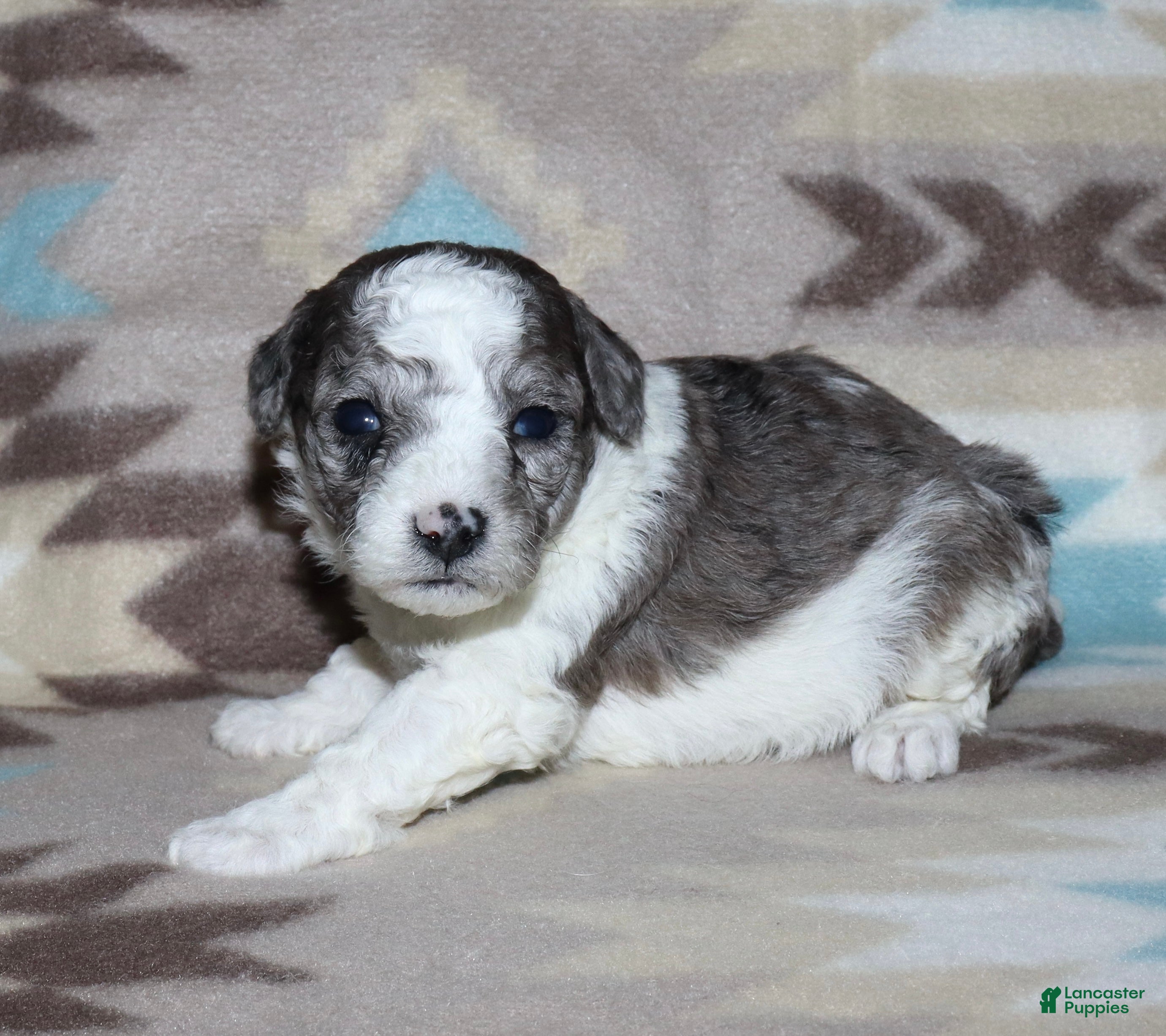 Miniature Poodle dogs Harlee’s black merle parti female - Ad 11