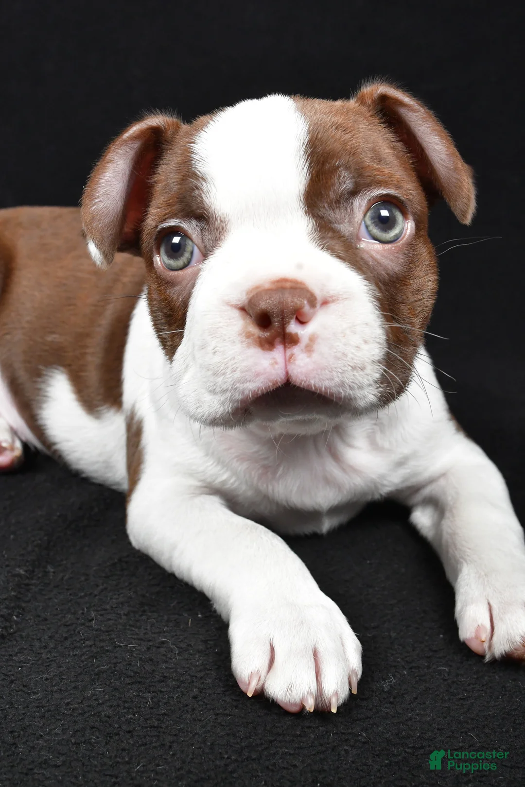 Boston Terrier dogs for sale: Hudson - Ad 3
