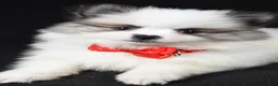 Pomeranian dogs for sale: Tinker - Ad 4